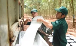 Doanh nghiệp đầu ngành cao su lãi kỷ lục nửa năm