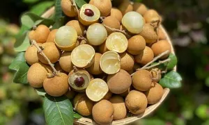 Nhãn bắp cải giảm giá mạnh