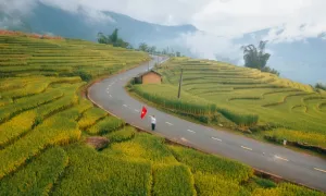 'Săn' lúa chín đầu vụ ở Tây Bắc