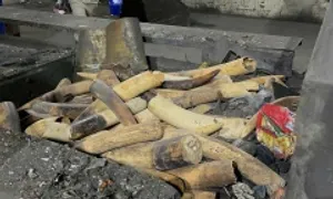 Tiêu hủy hơn 600 kg ngà voi buôn lậu từ châu Phi Tiêu hủy hơn 600 kg ngà voi buôn lậu từ châu Phi